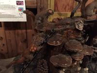 493 Zuckerhütte Sugar Shack