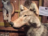 494 Zuckerhütte Sugar Shack