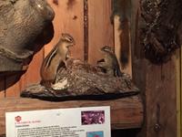 497 Zuckerhütte Sugar Shack