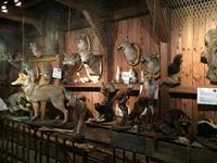 499 Zuckerhütte Sugar Shack