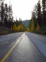 auf dem Weg zu den Sunwapta Falls