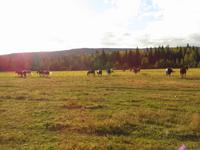 Sonnenuntergang auf der Hat Creek Ranch