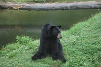 Auf Du und Du mit dem Bären