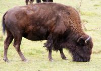 112 Omega Wildpark