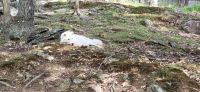 115 arktischer Wolf