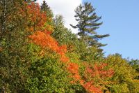 117 Indian Summer