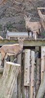 117 TIere im Omega Park