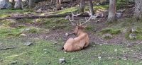 119 Hirsch im Omega Park