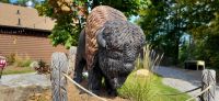 120 Bison im Omega Park