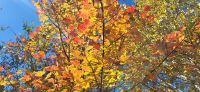 120 Natur pur