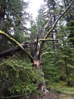 121 Maligne Lake