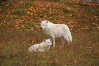 121 Omega Wildpark