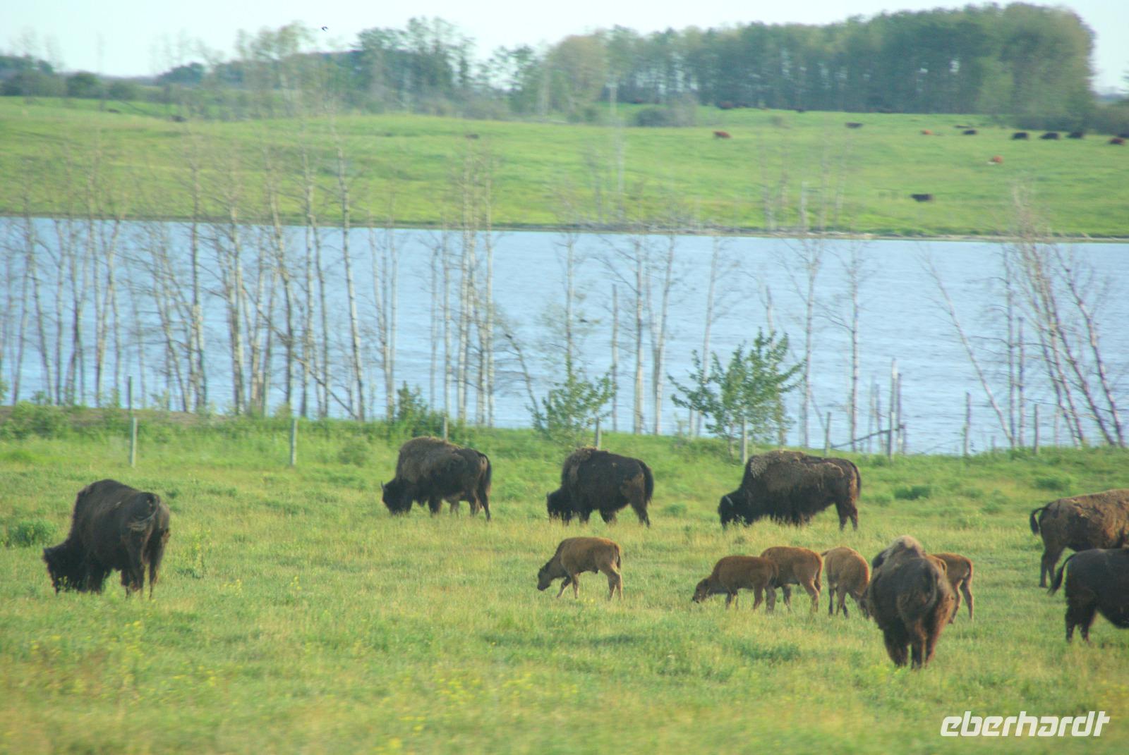 Bisons am Rand unserer Zugstrecke, welch ein Glück!!!
