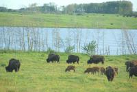 Bisons am Rand unserer Zugstrecke, welch ein Glück!!!