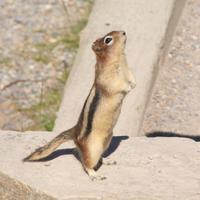 leider sollen wir nicht füttern...