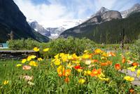 am wunderschönen Lake Louise