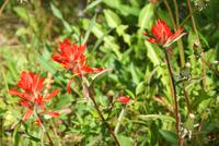 Der Indianer-Pinsel :O)