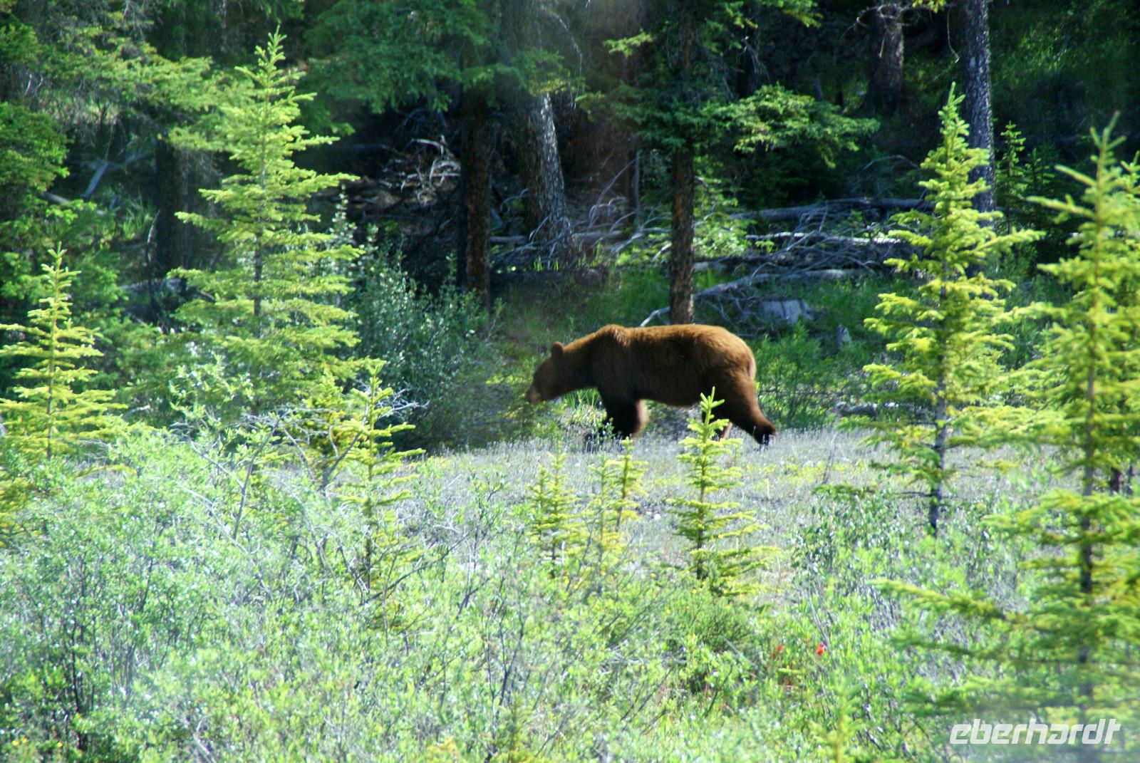 Endlich...die Bären sind los in der Nähe von Jasper!!!! Juchuuuuu....