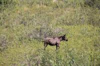 Panorama Zugfahrt mit dem 