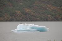 Juneau: Mendenhall Gletscher