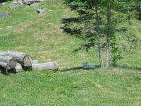 107 Omega Wildlife Park Polarfuchs