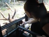 109 Omega Wildlife Park Wapiti