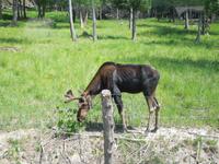 110 Omega Wildlife Park Elch