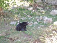 118 Omega Wildlife Park Schwarzbär