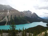333 Peyto Lake