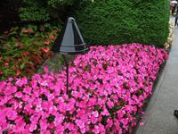 427 Butchart Gardens