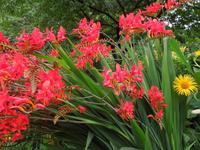 436 Butchart Gardens