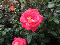 438 Butchart Gardens