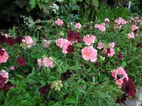 440 Butchart Gardens