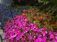 Ganz dicht soll man die Blumen pflanzen ! 