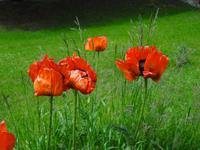 Riesenmohn bei Lake Louise