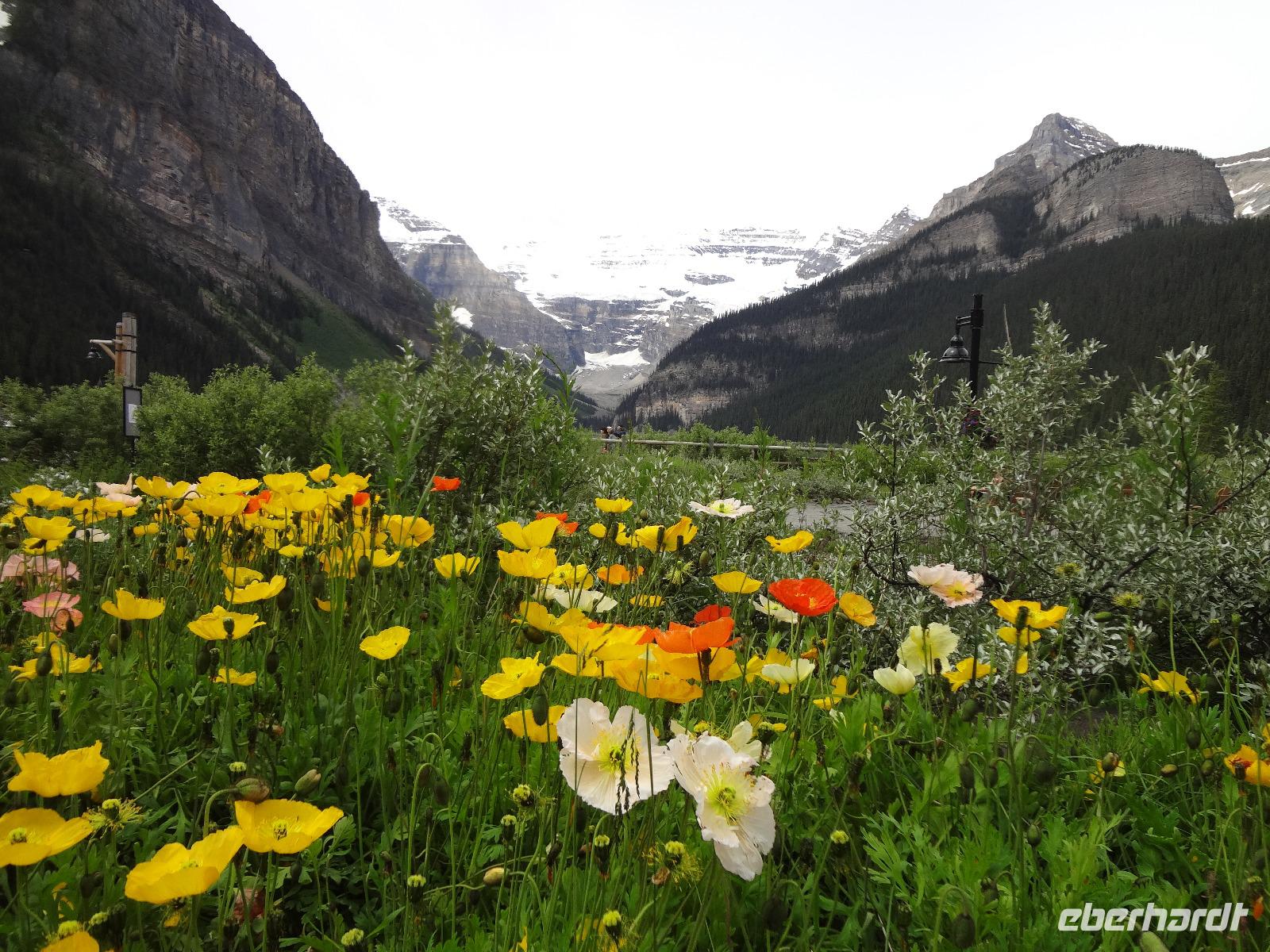 noch mehr Mohnblumen