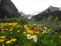 noch mehr Mohnblumen