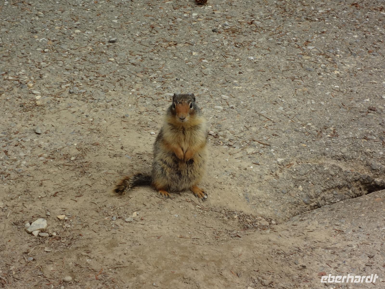 ein Elefant in Training