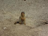 ein Elefant in Training