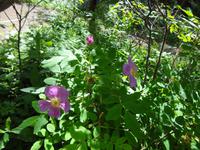 Alberta, die Provinz des Wildroeschens