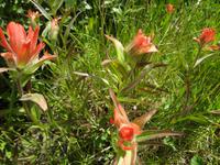 Indian Paintbrush
