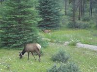 Wapitidame geschmueckt