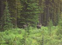 2 Moose im Walde
