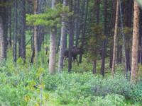 Das Moose spielt verstecken