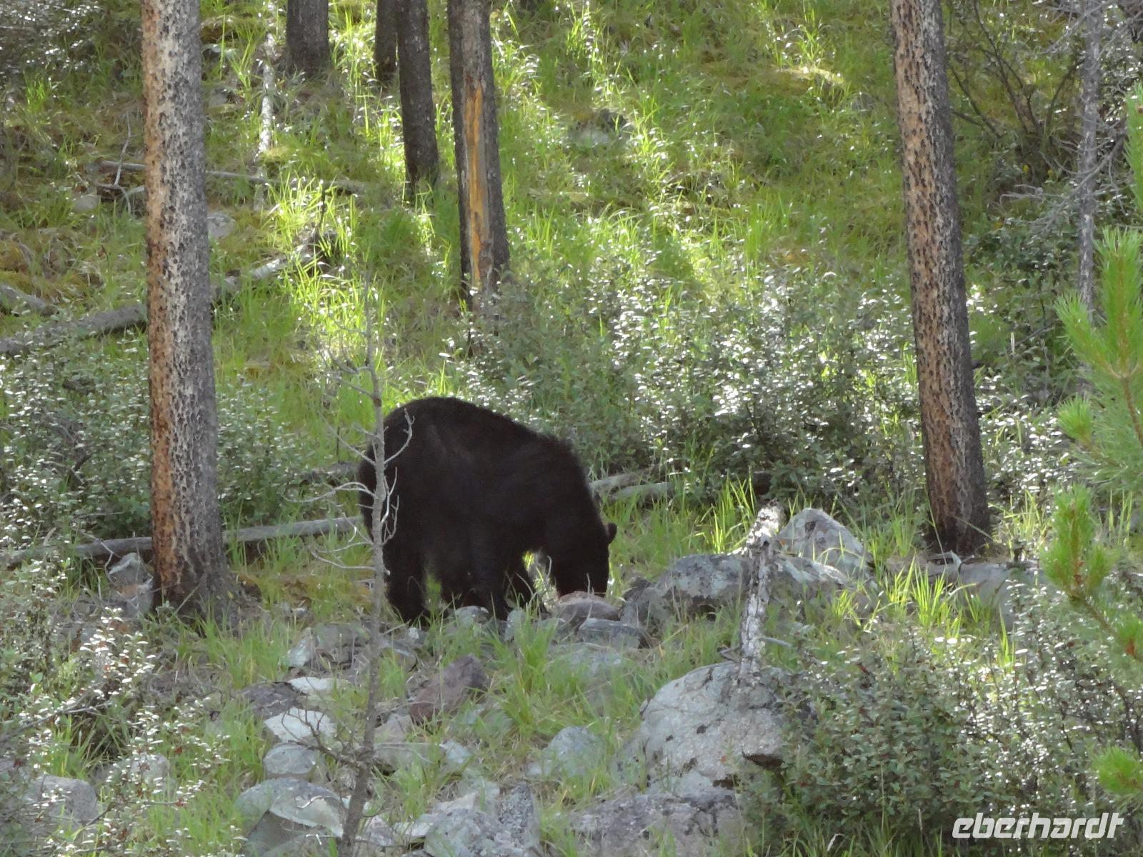 einer von 9 Schwarzbaeren