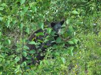 Ein schoenere Schwarzbaer