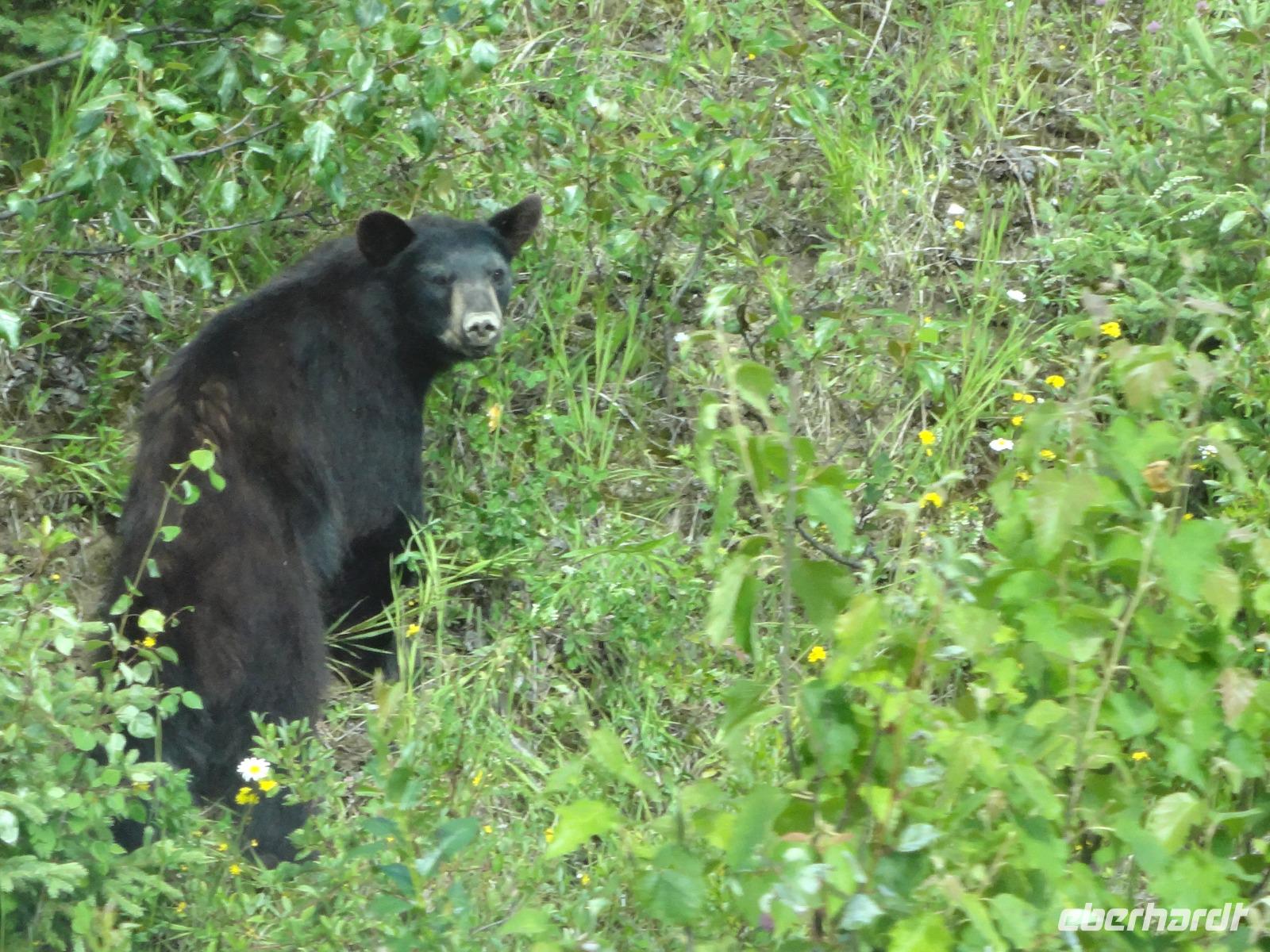 Schwarzbear am Strassenrand