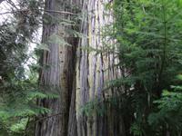 im Noerdlichsten Regen-Urwald