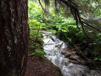 im Noerdlichsten Regen-Urwald