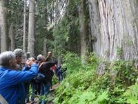 so hoch, und so dick sind hier die Baeume